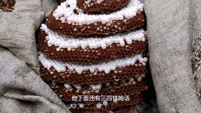 晚上收蜂绝招视频 晚上收蜜蜂技巧视频