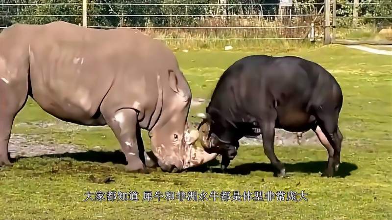 700公斤水牛战两千公斤白犀牛犀牛使出致命一击想救已来不及
