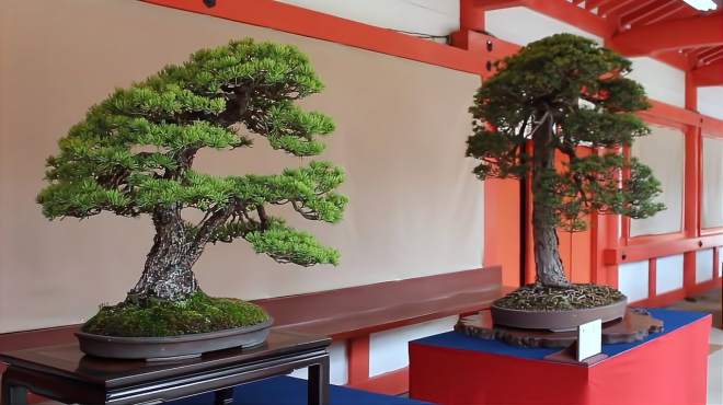 多肉植物知识大全 好看视频