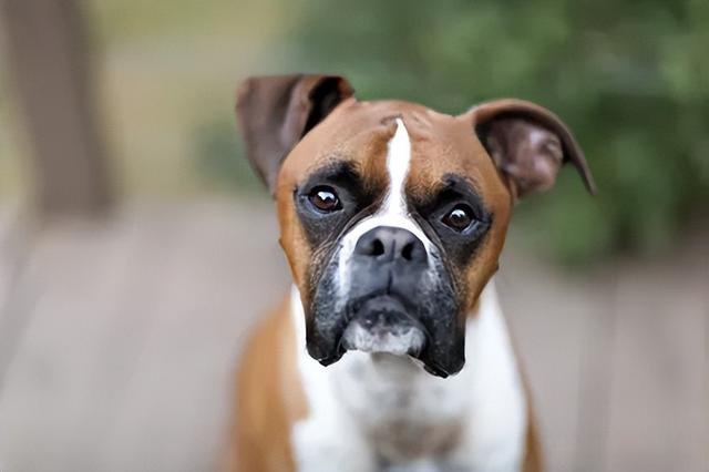 10種最適合家庭飼養的大型犬品種