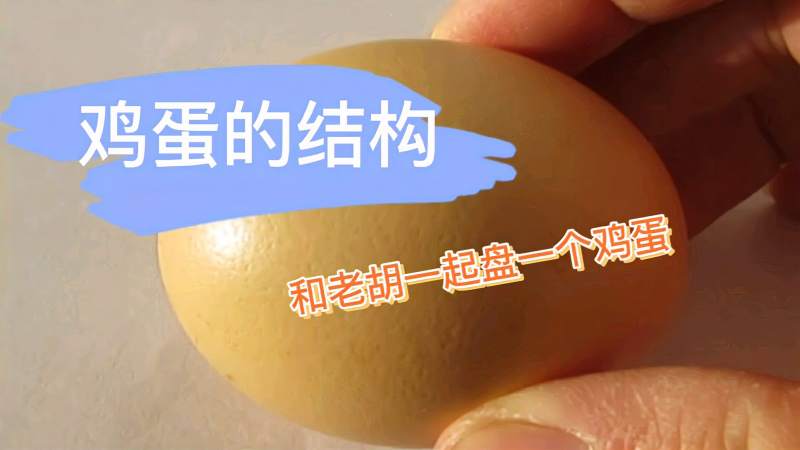 观察鸡卵的结构,科学,科学,好看视频
