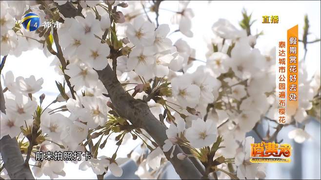 [图]太美啦！天津有个城市公园，樱花盛开似“小东京”，您来看看