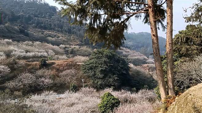 [图]冬日暖阳，踏足梅林里，仿如置身于一幅绝美的山水画！