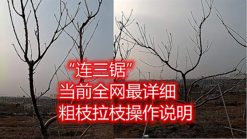 “连三锯”果友必须要懂的拉枝技术,学会后再粗大树枝也能拉下来,三农,农技农策,好看视频
