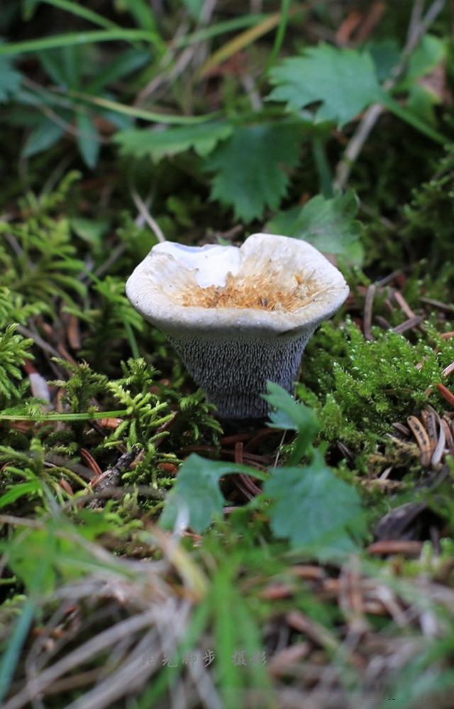 群英荟萃,蘑菇开会——贺兰山大型真菌图鉴