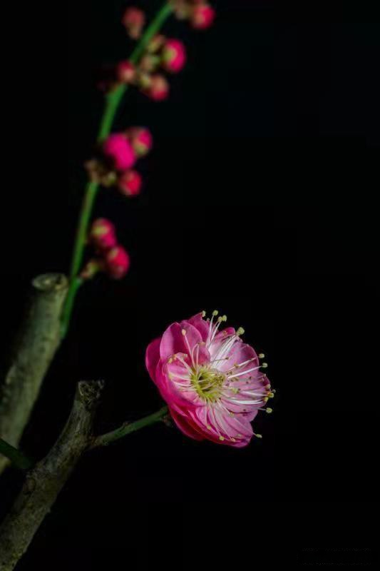 一枝红梅报春来