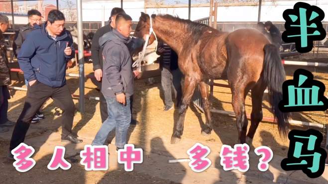 [图]马市来了一匹半血马，一听价格好多人围观，多人相中看看卖多少钱