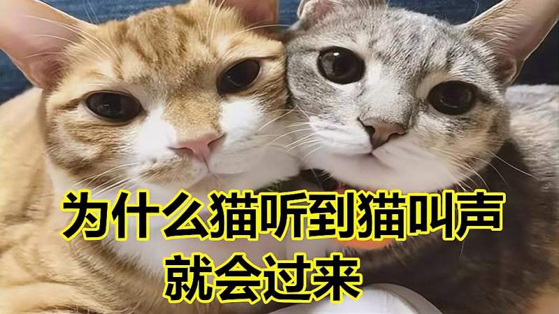 为什么猫听到猫叫声就会过来其实是这三个原因