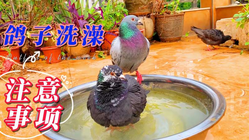 鸽子洗澡好处多但是不注意合理安排也可能导致全军覆没清棚