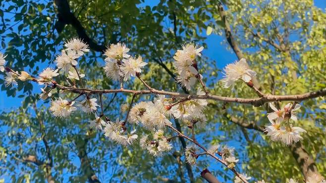 [图]乡野的樱桃花开了，花间耕作更添别样风味，期待红红的樱桃