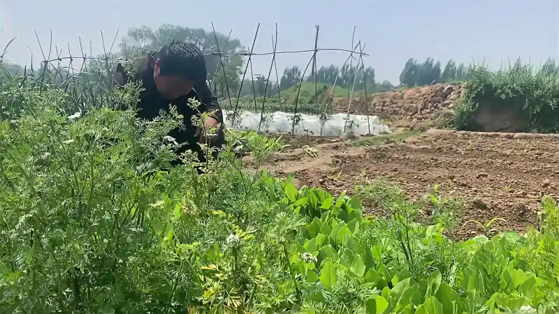 又到了定期去菜园子的季节 光棍大哥下地摘菜 准备改吃素食 三农 农村户外 好看视频