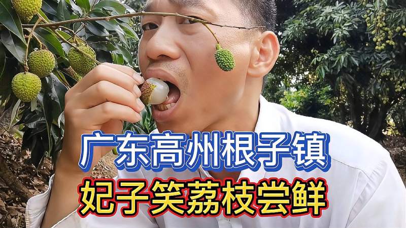 广东高州根子镇农村杨家种植妃子笑荔枝看看是否熟了