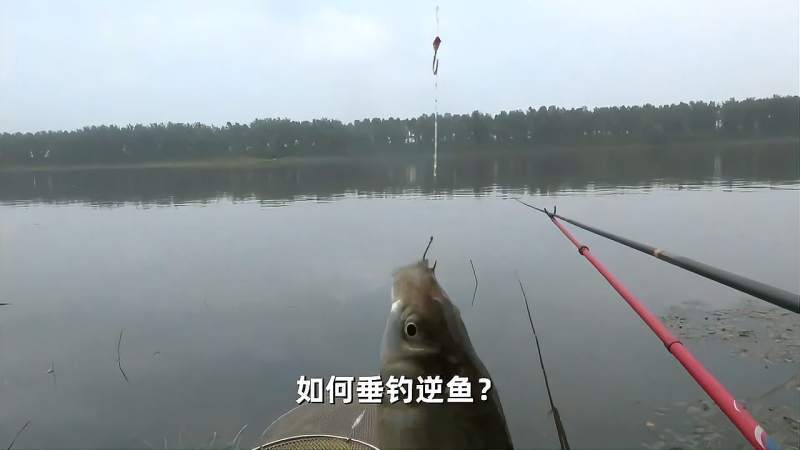 五月逆鱼,味胜河豚,却比白条麦穗难钓,这样钓,正口中鱼率提升90%,体育,钓鱼,好看视频