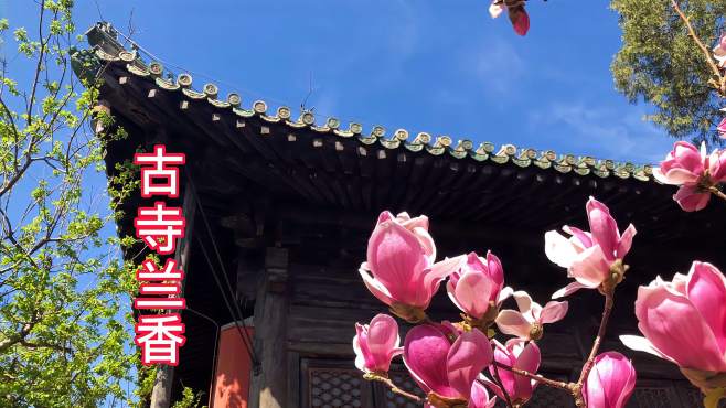 [图]大觉寺300年古玉兰盛开，再现古寺兰香胜景