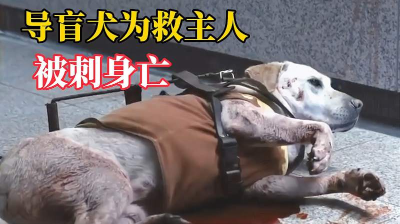 盲女遭遇连环杀人狂 为救主人导盲犬被刺身亡 韩国惊悚电影 影视 恐怖片 好看视频