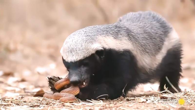 鼹鼠蛇作死攻击蜜獾连咬蜜獾好几口彻底激怒平头哥