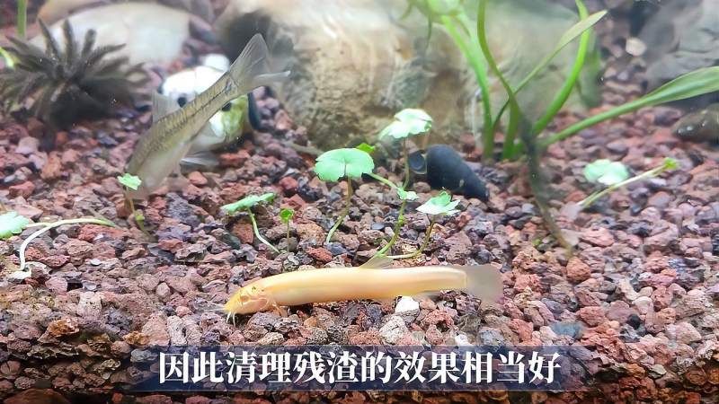 泥鳅吃黑壳虾吗泥鳅和虾米一起养可以吗鱼缸中泥鳅黑壳虾混养