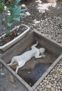 猫咪躺在坑里一动不动,主人以为它死了,下秒想给它一脚