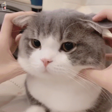 表情包:超可爱的萌宠猫咪动态静态表情包