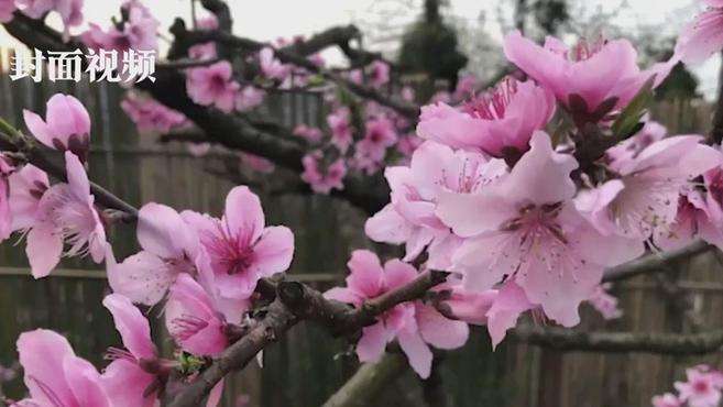 [图]花开天府 美丽四川｜龙泉山上的桃花全部盛开了