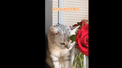 猫咪送玫瑰表情包图片