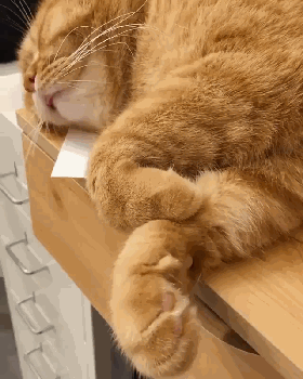 橘猫睡着了,但爪子却不停地抖动!