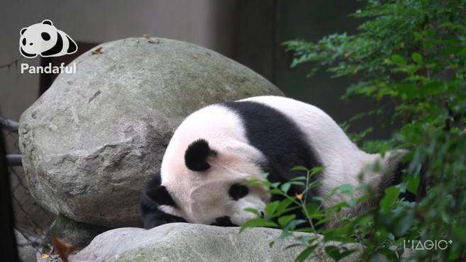 [图]熊猫社区｜国宝的入睡指南 失眠是不存在的