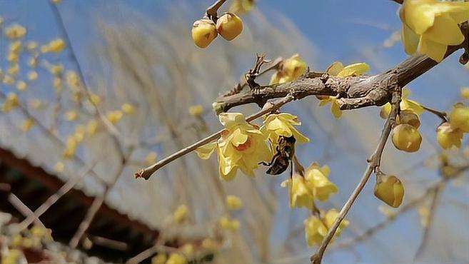 [图]情报站｜腊梅花开，蜂儿自来！济南小东湖小蜜蜂花间采蜜忙