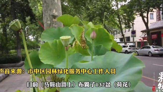 [图]果然视频｜132盆荷花亮相泉城街头，市花上街你怎么看