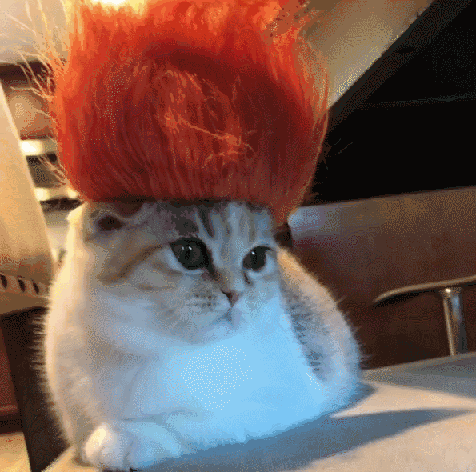猫咪的发型彻底被玩坏,喵皇:朕不要脸了!