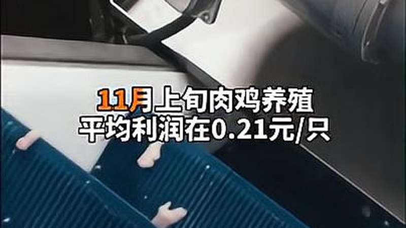 「中国财富报道」白羽肉鸡价格“六连涨” 肉鸡养殖扭亏为盈