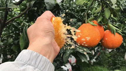 央视曝光果冻橙图片
