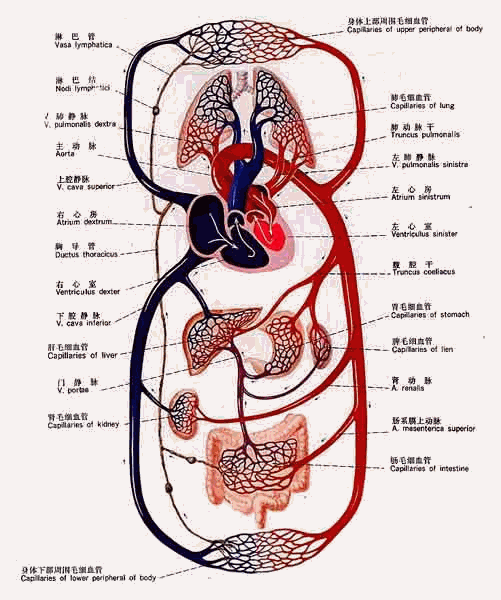 解剖学循环系统手绘图图片
