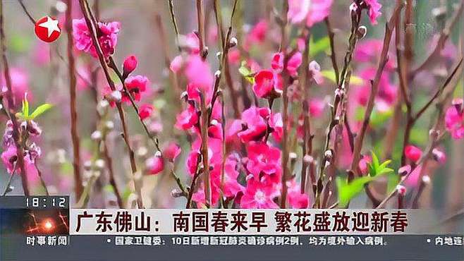 [图]广东佛山：南国春来早 繁花盛放迎新春