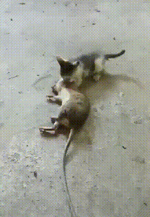 老鼠抓走小猫,男子忙着拍视频,这么可怜的猫咪,他却在旁边笑?