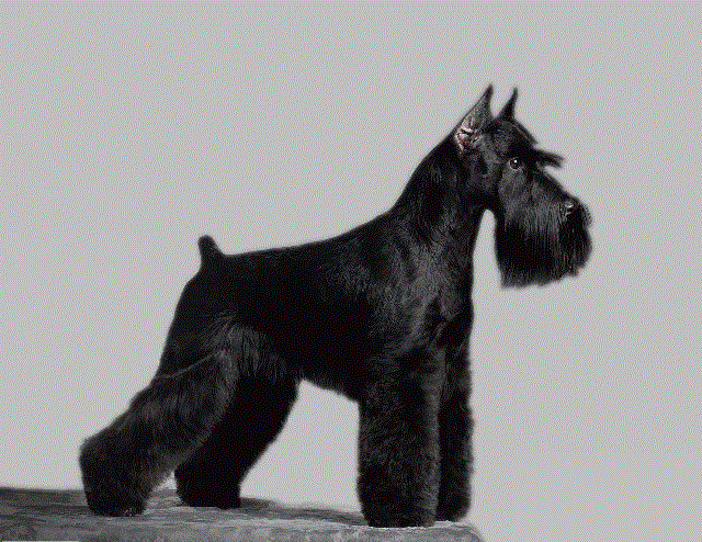 雪瑞纳犬纯黑图片