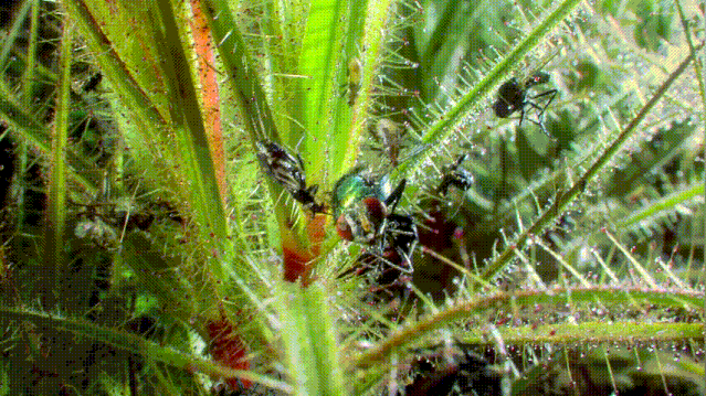 美杜莎捕虫树刺蝽图片