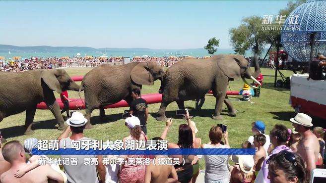 [图]超萌！匈牙利大象湖边表演