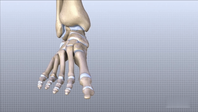 如下图所示:趾骨,跖骨,和跗骨构成跖趾关节和跗跖关节;跗骨包括:骰骨