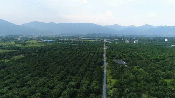 江永柚子之乡图片