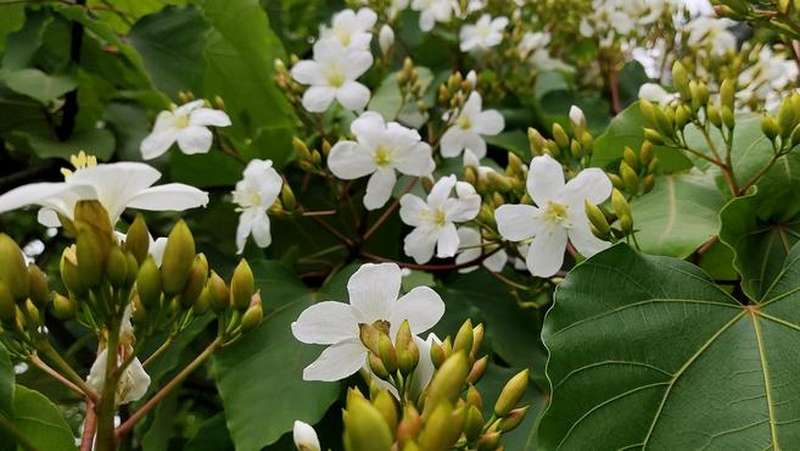 咱果卡撮铁桐花开满山坡