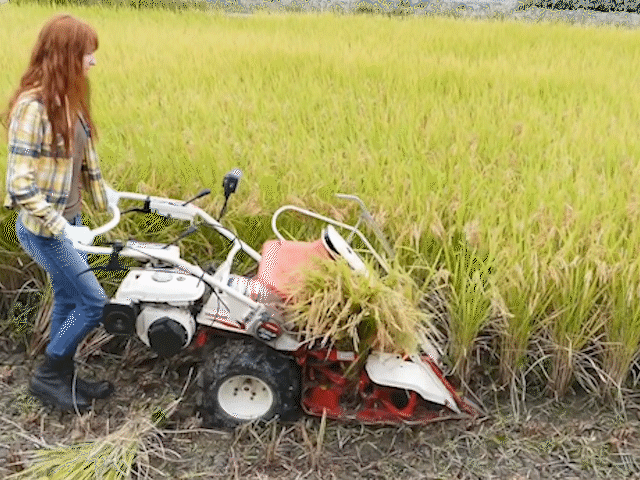 科技带动生产力,日本发明小型水稻收割机,收割捆绑