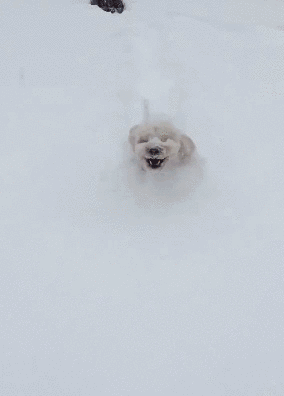 听说狗子也很喜欢下雪?一下雪就玩的像个憨憨
