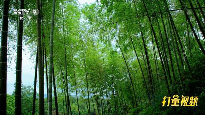 [图]竹林：最为标准的文化乡愁之一｜故乡的风景