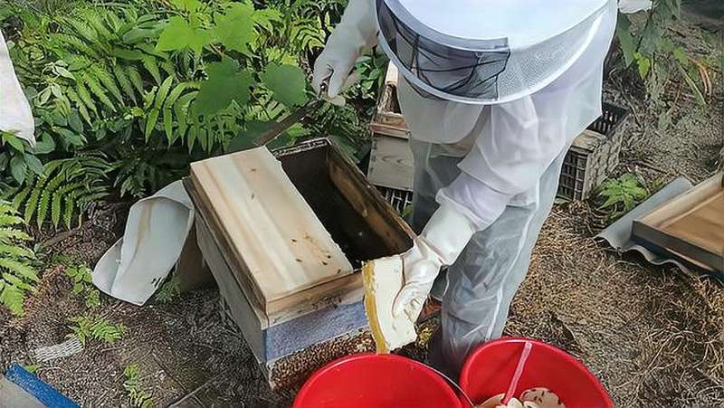 两百箱蜜蜂一年的收入 30箱蜜蜂一年产值多少