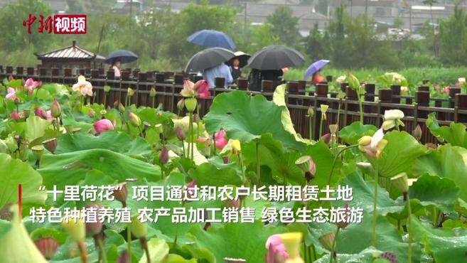 [图]云南雨中赏荷：近距离看“大珠小珠落玉盘”