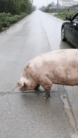 母猪走路图片图片