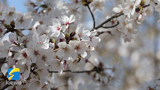 [图]53秒｜潍坊滨海：繁花锦簇 春意渐浓