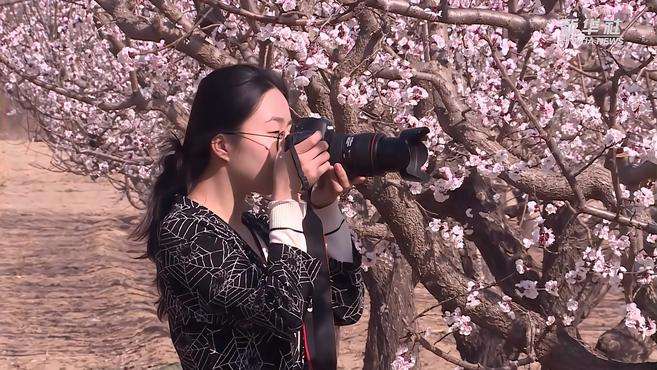 [图]河北清河：杏花枝头春意浓