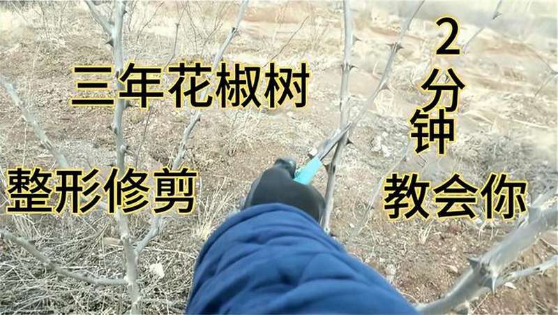 三年花椒树整形修剪技术简单易懂分分钟钟就能学会